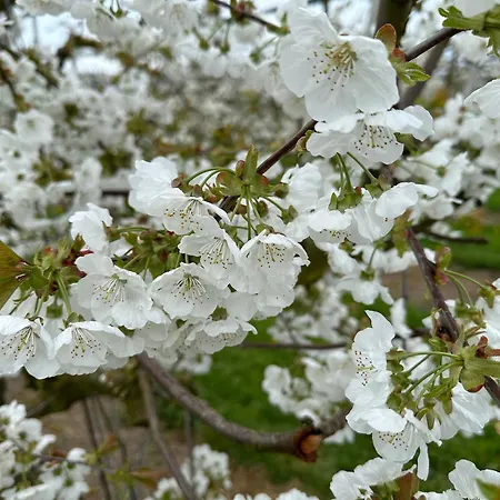 Obsthof Mainberger * Kressbronn am Bodensee