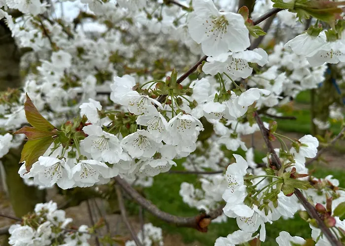 Obsthof Mainberger * Kressbronn am Bodensee